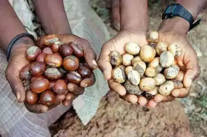 AKARZ Unrefined Shea Butter highquality origin West Africa Yellow solid Skin care products Cosmetic raw materials base oil - Regenerative Marketplace