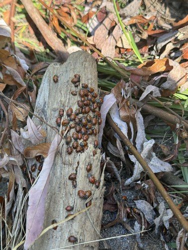 500 Live Ladybugs Organic Aphid And Spider Mite Control For Your Garden. - Regenerative Marketplace