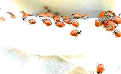 500 Live Ladybugs Organic Aphid And Spider Mite Control For Your Garden. - Regenerative Marketplace