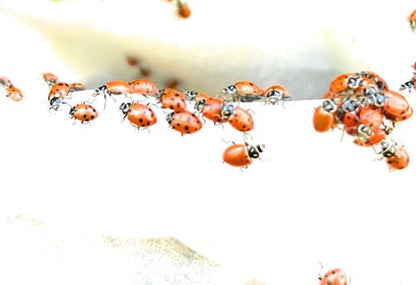 500 Live Ladybugs Organic Aphid And Spider Mite Control For Your Garden. - Regenerative Marketplace